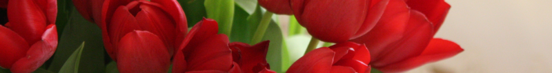 tulipa