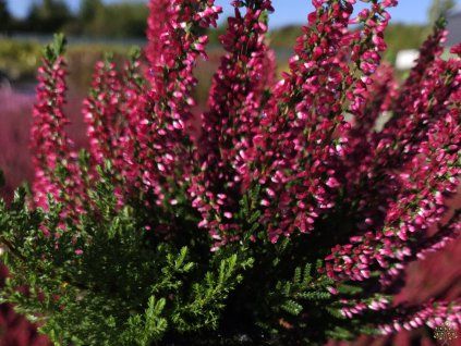 Calluna vulgaris Sabella (1)