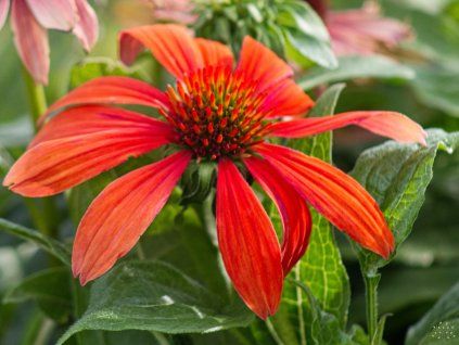 Echinacea Lakota Red