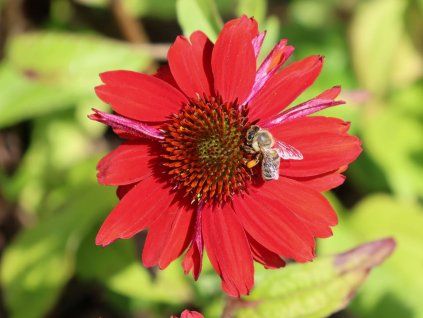 101597 trapatka nachova sombrero salsa red echinacea purpurea sombrero salsa red