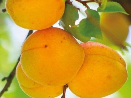 Meruňka 'Harmat'  Prunus armeniaca 'Harmat'