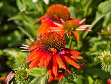 Echinacea Sombrero Adobe (1)