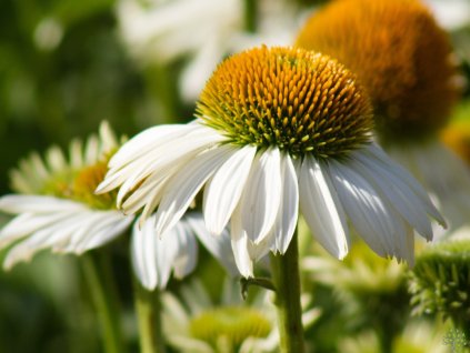 Echinacea Sombrero Blanco (1)