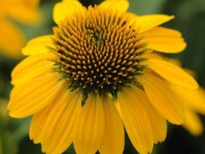 yellow t