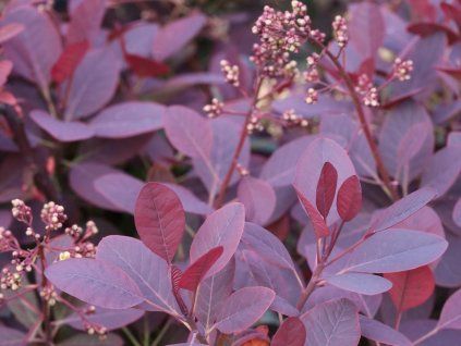 Ruj vlasatá 'Royal Purple'  Cotinus coggygria 'Royal Purple'