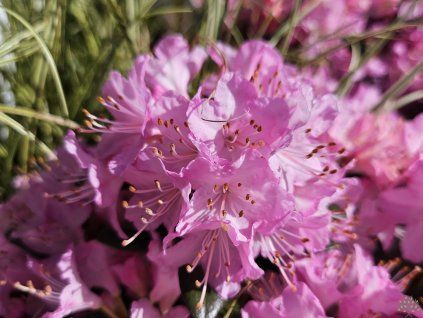 Rododendron 'Pintail'  Rhododendron 'Pintail'