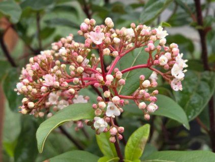 Kalina vavřínová 'Gwenllian'  Viburnum tinus'Gwenllian'