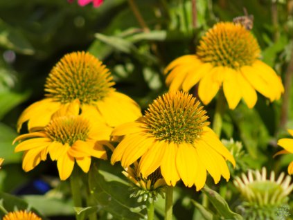 Echinacea Sombrero Compact Yellow (2)