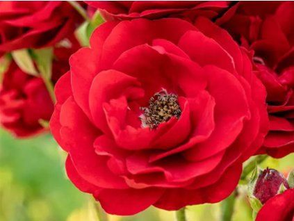 Sn?mek obrazovky (50)