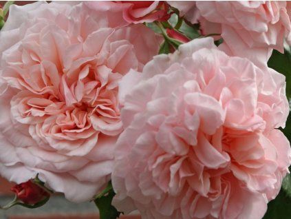 107747 ruze rose de tolbiac baleni specialni baleni