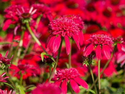 Echinacea Sombrero Double Cranberry (1)