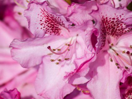 Rhododendron Constanze (2)