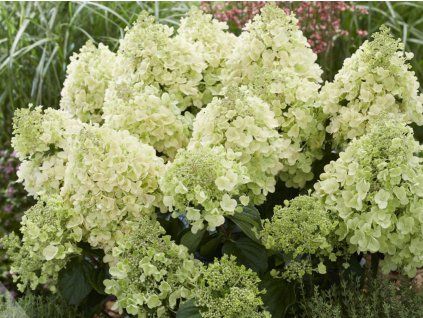 Hortenzie latnatá 'Bee Happy®'  Hydrangea paniculata 'Bee Happy®'