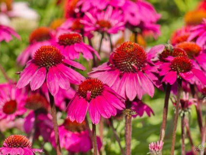 Echinacea purpurea Sombrero 'Rose' (2)
