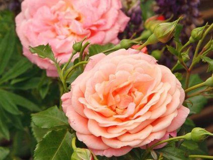 111951 111951 111951 ruze peach melba baleni kontejner c2