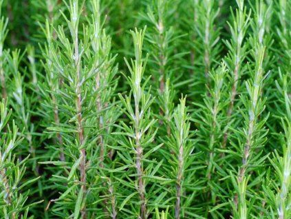 rosmarinus officinalis