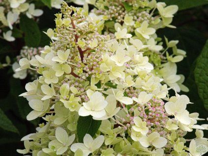 Hydrangea paniculata Pandria (1)