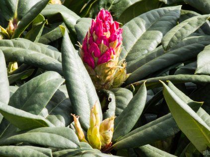 Rhododendron Lovo�