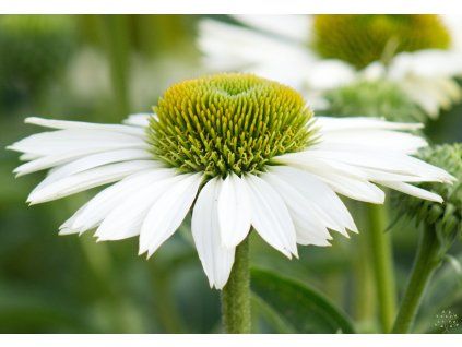 Echinacea Virgin (1)