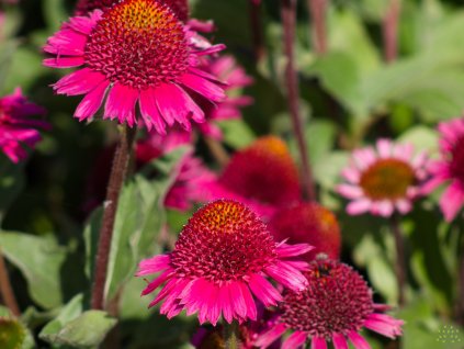 Třapatka DELICIOUS CANDY 'Noortdeli' PBR - Echinacea DELICIOUS CANDY 'Noortdeli' PBR  Echinacea DELICIOUS CANDY 'Noortdeli'
