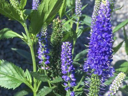 Rozrazil FIRST GLORY 'Allord'- Veronica longifolia FIRST GLORY 'Allord'  Veronica longifolia FIRST GLORY 'Allord'