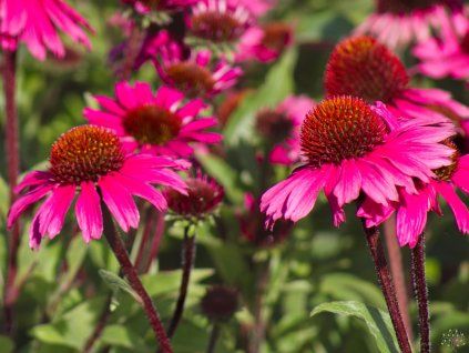 Echinacea Sensation Pink (3)