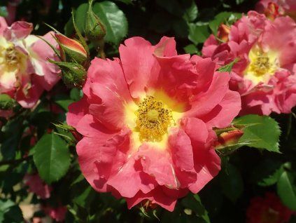 Rosa Bajazzo 2019 06 05 8315