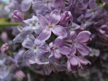 Flieder Hyazinthen Flieder Lavender Lady 6