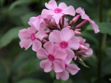 124949 plamenka latnata sweet summer melody phlox paniculata sweet summer melody