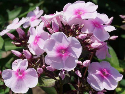 124952 plamenka latnata sweet summer sensation phlox paniculata sweet summer sensation