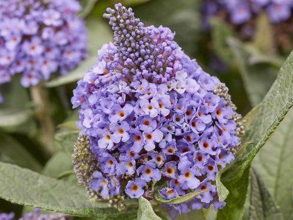 Buddleja davidii 'Little Rockstars'® Blue