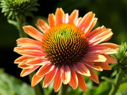 Echinacea Pumpkin Pie (2)