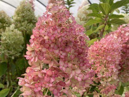 hydrangea paniculata little rosy
