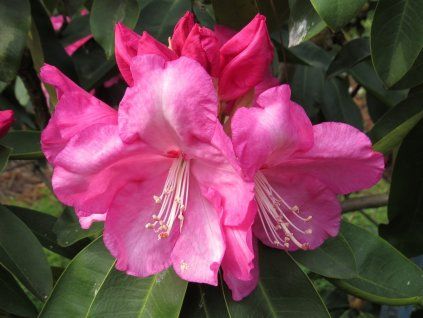 127786 rododendron pink titan