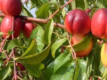 Broskvoň 'Andosa'  Prunus persica 'Andosa'