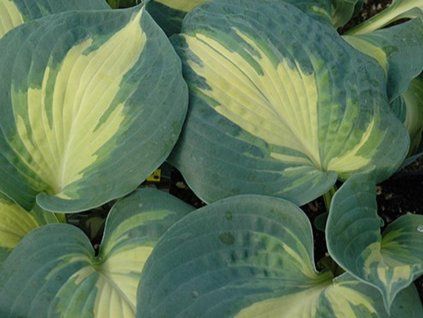Bohyška 'Dream Weaver' - Hosta 'Dream Weaver'  Hosta 'Dream Weaver'