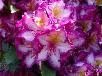 pushy purple