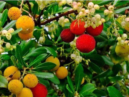 Planika obecná 'Mercurius'  Arbutus unedo 'Mercurius'