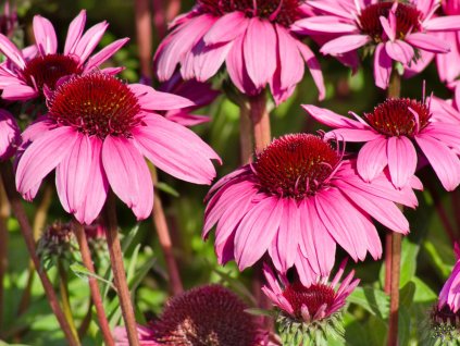 Echinacea Vintage Hot Pink (1)
