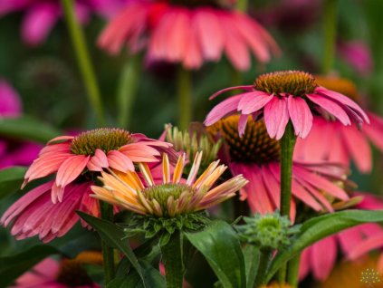 Echinacea Sensation Coral (4)
