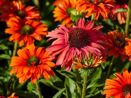 Echinacea Mineola (3)