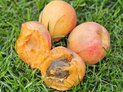 Meruňka 'Veselka x Rakovského'  Prunus armeniaca 'Veselka x Rakovského'
