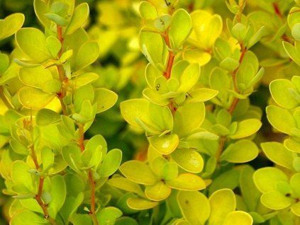 Dřišťál Thunbergův 'Aurea'  Berberis thunbergii 'Aurea'