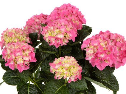Hortenzie velkolistá 'HI Halo'  Hydrangea macrophylla 'HI Halo'