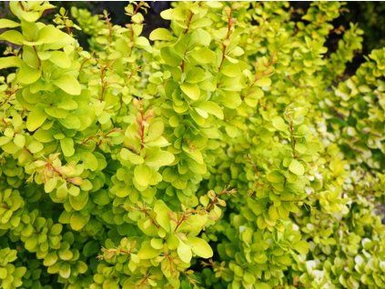 Dřišťál Thunbergův 'Golden Ghost'  Berberis thunbergii 'Golden Ghost'
