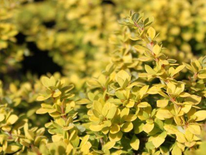 Dřišťál Thunbergův 'Sunsation'®  Berberis thunbergii 'Sunsation'®