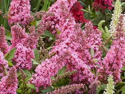 Komule Davidova Butterfly Candy 'Little Bubblegum'  Buddleja davidii Butterfly Candy 'Little Bubblegum'