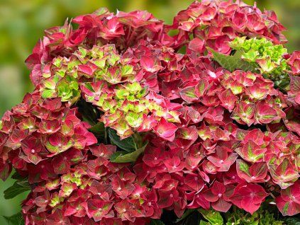131473 131473 hortenzie velkolista ningbo pbr
