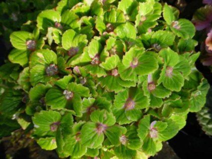Hortenzie velkolistá Rembrandt® 'Vibrant Verde'  Hydrangea macrophylla Rembrandt® 'Vibrant Verde'