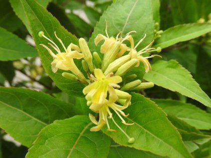 Zanice zimolezovitá 'Dilon'  Diervilla lonicera 'Dilon'